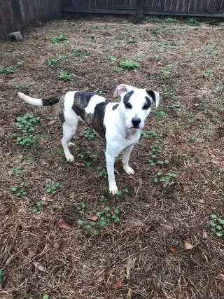 Rosemary