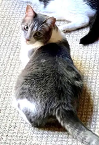 Mousie