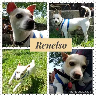 Renelso
