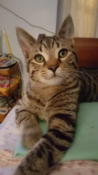 Nick