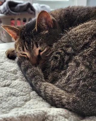 Nick