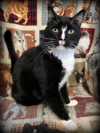Bennie