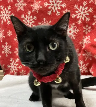 Rosco