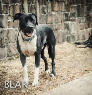 Bear