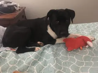 Bear