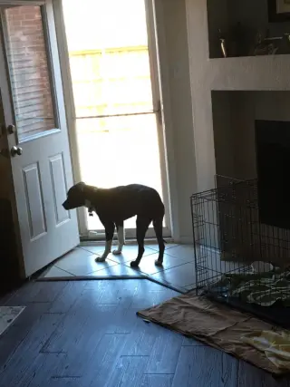 Bear