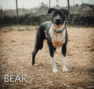 Bear