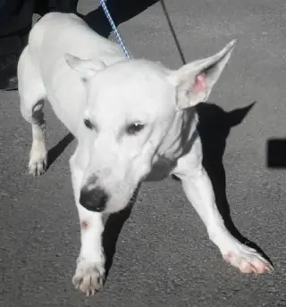Axel