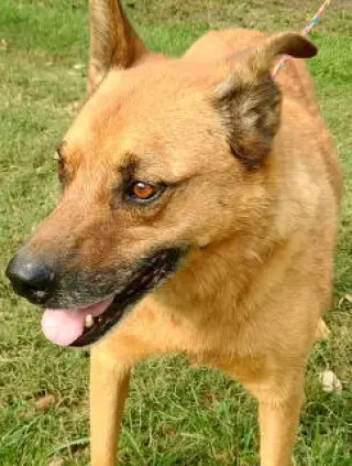 Artie