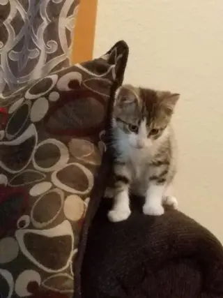 Autumns little kitten