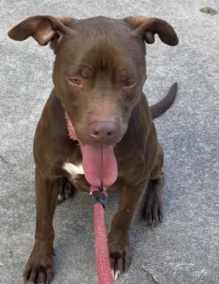 Rossi