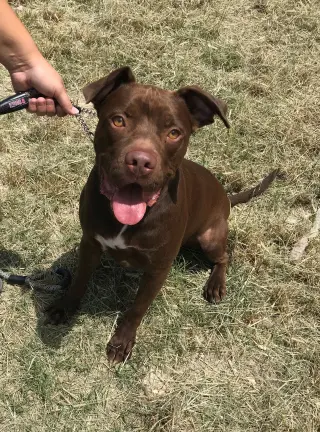 Rossi