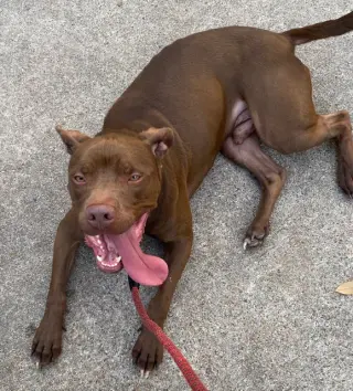 Rossi