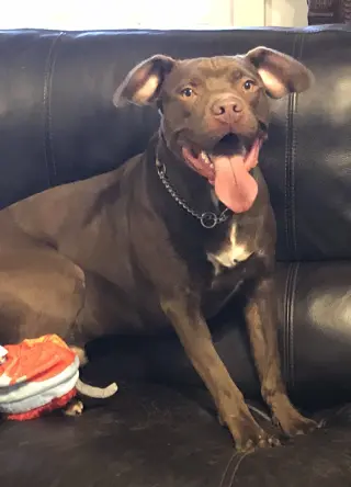 Rossi