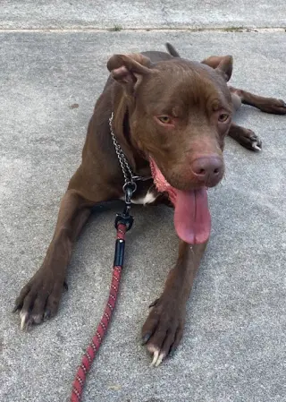 Rossi