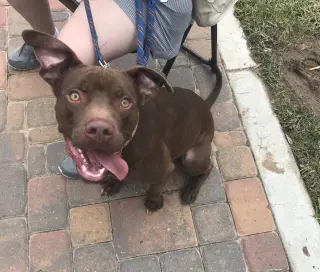 Rossi