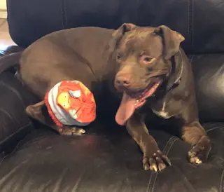 Rossi