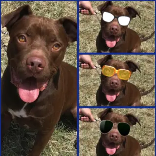 Rossi