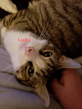 Lucky R