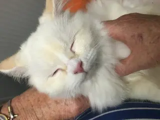 Bailey