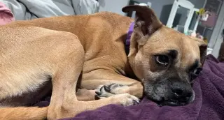 HOLLY