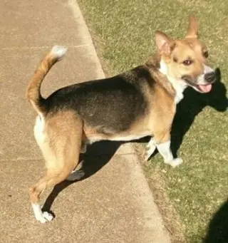 Levi