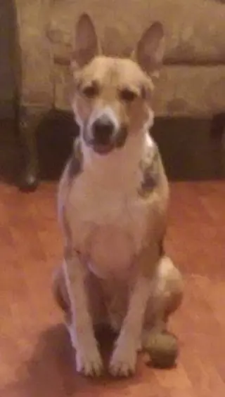 Levi