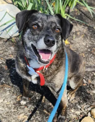 Ollie (Noah) Alabama