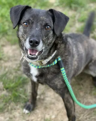 Ollie (Noah) Alabama