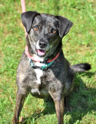 Ollie (Noah) Alabama