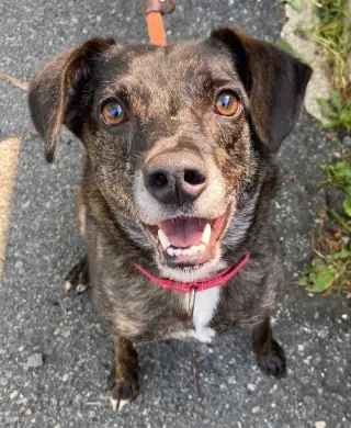Ollie (Noah) Alabama