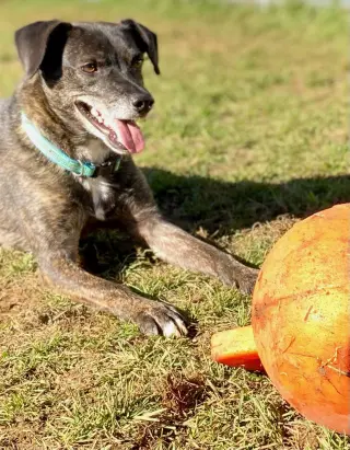 Ollie (Noah) Alabama