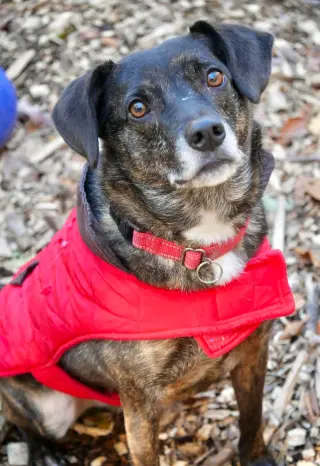 Ollie (Noah) Alabama