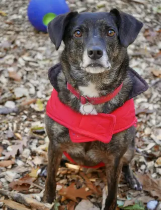 Ollie (Noah) Alabama