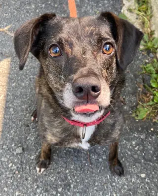 Ollie (Noah) Alabama