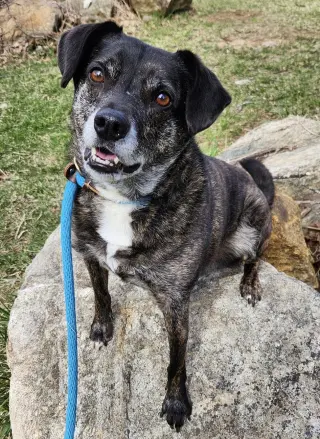 Ollie (Noah) Alabama