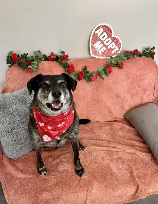 Ollie (Noah) Alabama