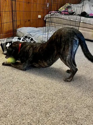 Ollie (Noah) Alabama