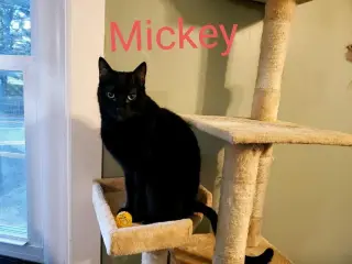 Mickey