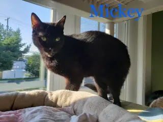 Mickey