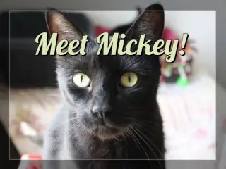 Mickey