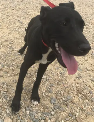 Rhoda