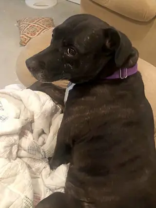 Dottie