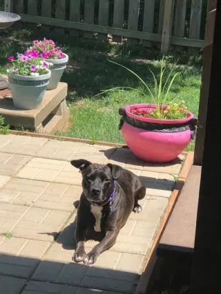 Dottie