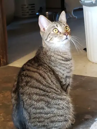 Malibu