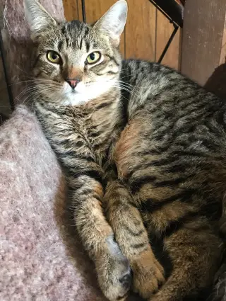 Malibu