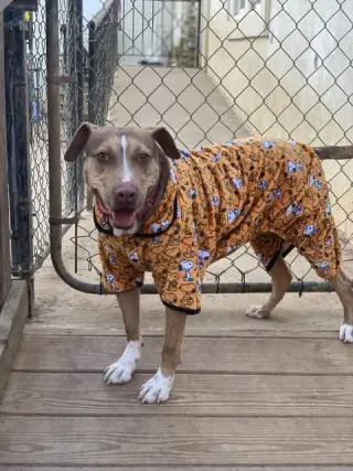 BamBam *Adopt or Foster*