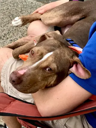 BamBam *Adopt or Foster*