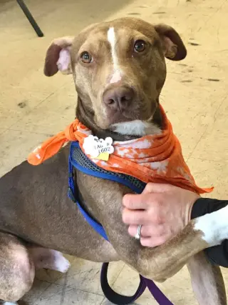 BamBam *Adopt or Foster*