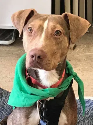 BamBam *Adopt or Foster*